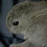 My New Baby (Rabbit) & Other News