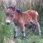 Another New Baby - This Time She's A Shetland