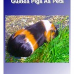 New Release: Guinea Pigs As Pets