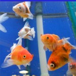 Goldfish As Pets: The Secret Life Of Goldfish (Mad On Animals #4)